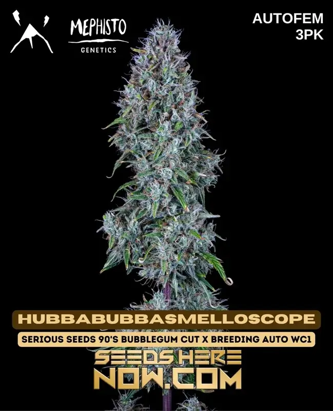 Image of Hubbabubbasmelloscope cannabis seeds by Mephisto Genetics