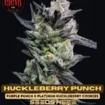 Huckleberry Punch (Feminized) - Elev8 Seeds