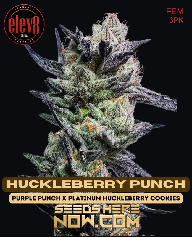 Huckleberry Punch Feminized Seeds - Berry and Grape Flavored Indica Strain
