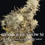 Humboldt Snow S1 (Feminized) - CSI Humboldt