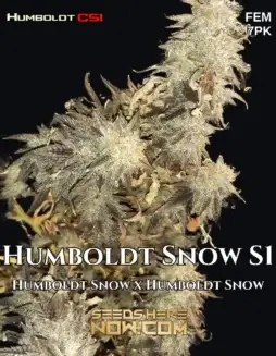 Humboldt Snow S1 cannabis seeds package by CSI Humboldt featuring feminized, Indica(space)dominant strain