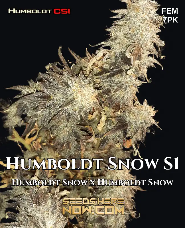 Humboldt Snow S1 cannabis seeds package by CSI Humboldt featuring feminized, Indica-dominant strain