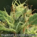 Humboldt Sour Diesel (Autoflower) - Humboldt Seed Company