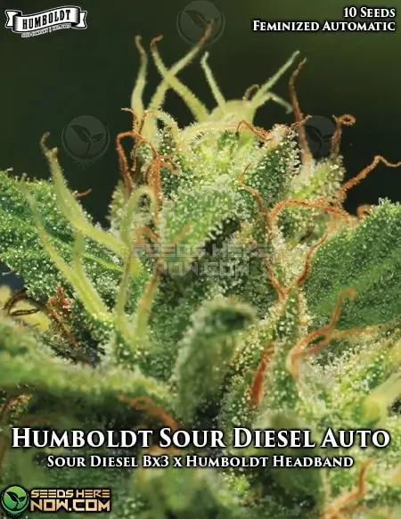 Humboldt Sour Diesel Auto cannabis seeds by Humboldt Seed Company featuring lime-green buds with high THC content
