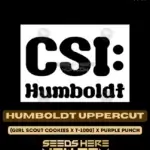 Humboldt Uppercut (Feminized) - CSI Humboldt