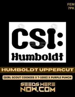 CSI Humboldt's Humboldt Uppercut Feminized Seeds (space) High THC and Indica Dominant