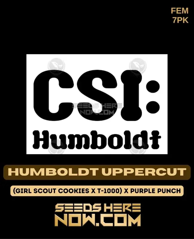 CSI Humboldt's Humboldt Uppercut Feminized Seeds - High THC and Indica Dominant