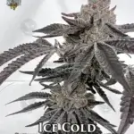 Ice Cold (Feminized) - Solfire Gardens