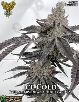Image of Ice Cold feminized cannabis seeds, featuring notes of citrus, pine, diesel, and berry