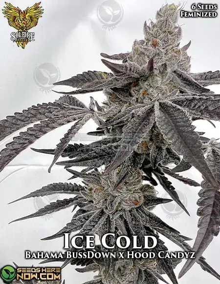 Image of Ice Cold feminized cannabis seeds, featuring notes of citrus, pine, diesel, and berry