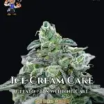 Ice Cream Cake S1 (Feminized) - Dr. Blaze