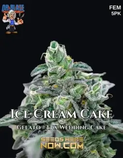 Ice Cream Cake S1 Feminized Cannabis Seeds by Dr. Blaze