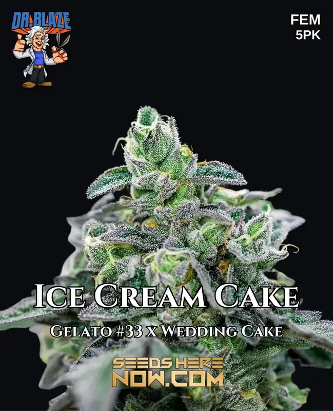 Ice Cream Cake S1 Feminized Cannabis Seeds by Dr. Blaze
