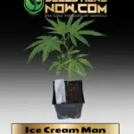 Ice Cream Man Clones - ACC