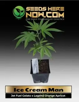 Ice Cream Man Clones in soil pot (space) Hybrid Cannabis by ACC