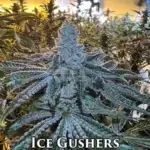 Ice Gushers (Feminized) - Nasha Genetics