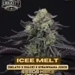 Icee Melt (Regular) - Crockett Family Farms