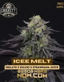 Pack of Icee Melt regular cannabis seeds by Crockett Family Farms