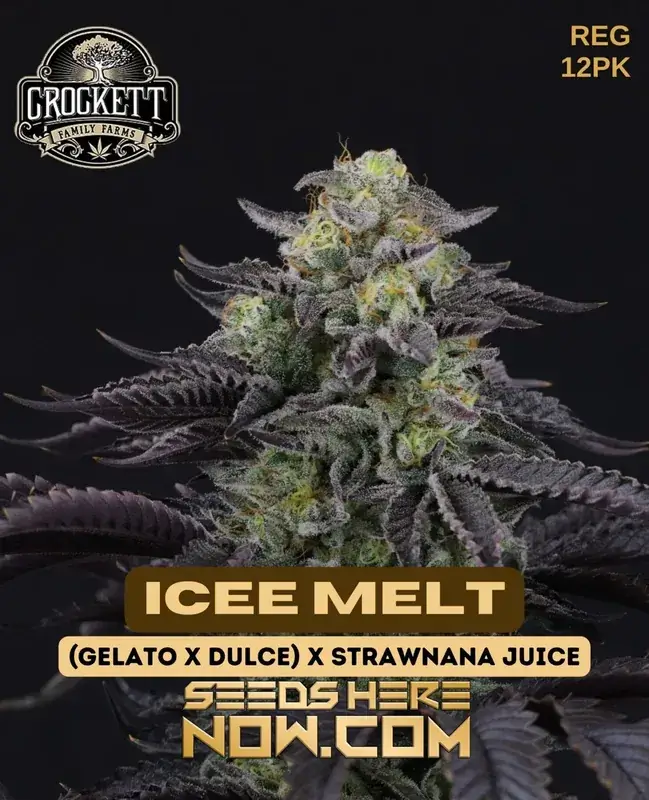 Pack of Icee Melt regular cannabis seeds by Crockett Family Farms