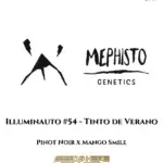 Illuminauto #54 - Tinto de Verano (Autoflower) - Mephisto Genetics