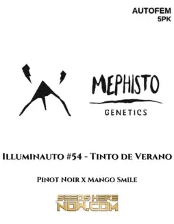 Illuminauto #54 (space) Tinto De Verano cannabis seeds, a hybrid autoflower with 20(space)25% THC by Mephisto Genetics