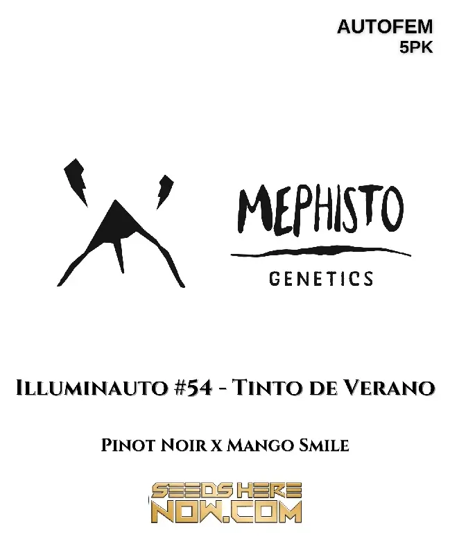 Illuminauto #54 - Tinto De Verano cannabis seeds, a hybrid autoflower with 20-25% THC by Mephisto Genetics