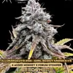 Illuminauto #56 - Girl Scout Monkeys (Autoflower) - Mephisto Genetics