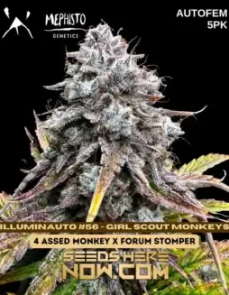 Illuminauto #56(space)Girl Scout Monkeys cannabis seeds by Mephisto Genetics, featuring earthy and sweet citrus flavors