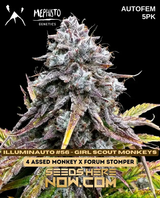 Illuminauto #56-Girl Scout Monkeys cannabis seeds by Mephisto Genetics, featuring earthy and sweet citrus flavors