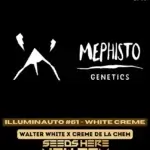 Illuminauto #61 - White Creme (Autoflower) - Mephisto Genetics