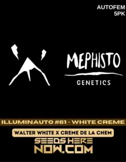 Illuminauto #61(space)White Creme cannabis seeds in packaging