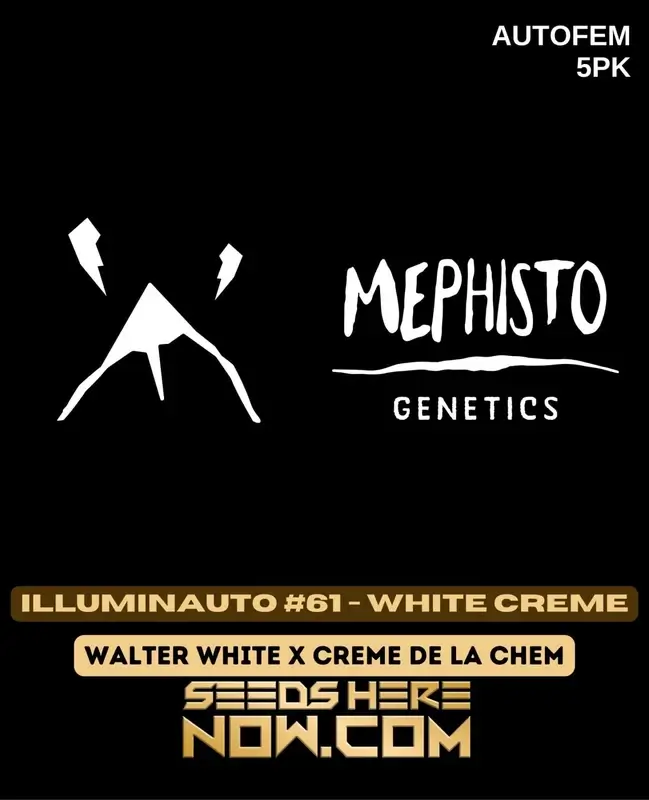 Illuminauto #61-White Creme cannabis seeds in packaging