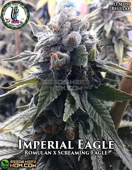 Imperial Eagle Cannabis Seeds - Romulan x Screaming Eagle - 20-25% THC Indica Dominant Strain