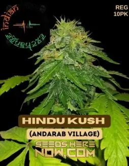 Pack of 10 Indian Landrace Exchange Hindu Kush F4 seeds from Andarab Village