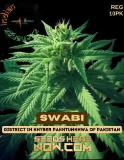Pack of 10 Indian Landrace Exchange Swabi F3 seeds from Swabi, KPK/Mardan region