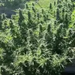 Indicators CBD (Regular) - Best Coast Genetics