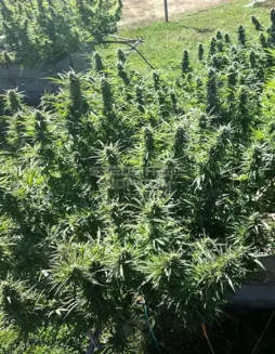 Indicators CBD cannabis seeds by Best Coast Genetics featuring Otto II, BaOx, and Colorado Cherry lineage