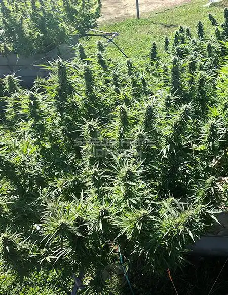 Indicators CBD cannabis seeds by Best Coast Genetics featuring Otto II, BaOx, and Colorado Cherry lineage