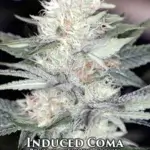 Induced Coma (Regular) - Sin City Seeds
