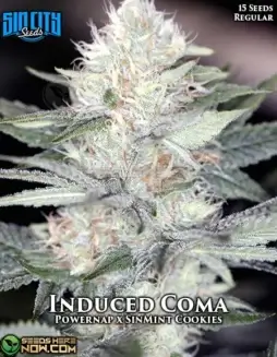 Induced Coma regular cannabis seeds by Sin City Seeds, featuring indica(space)dominance, high THC, and aromatic flavors