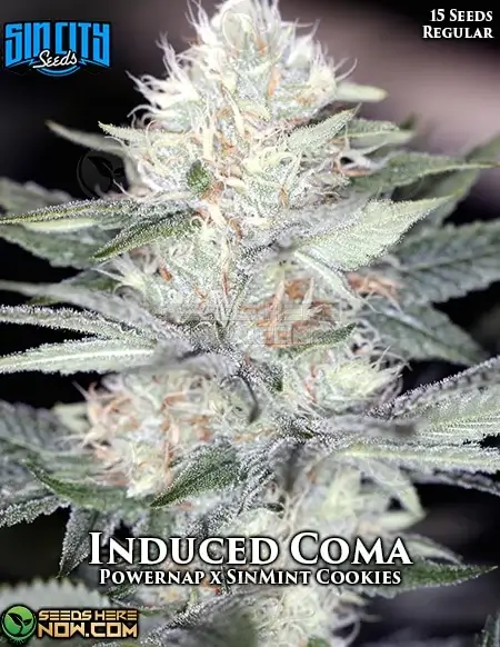 Induced Coma regular cannabis seeds by Sin City Seeds, featuring indica-dominance, high THC, and aromatic flavors
