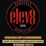Inked Up Cherries (Feminized) - Elev8 Seeds