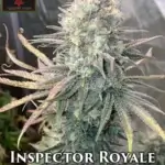 Inspector Royale (Regular) - Irie Genetics