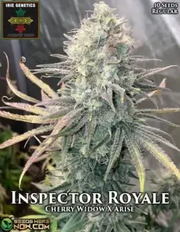 Inspector Royale cannabis seeds by Irie Genetics featuring Cherry Widow and Arise lineage