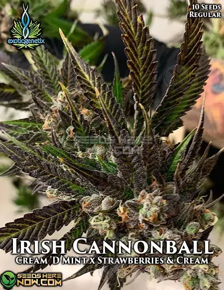 Packaging of Irish Cannonball Regular Seeds - Exotic Genetix