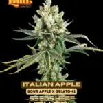 Italian Apple (Feminized) - James Loud Genetics