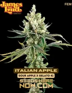 Italian Apple Seeds (space) Sour Apple x Gelato #41 Hybrid by James Loud Genetics