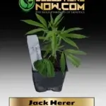 Jack Herer Clones - ACC