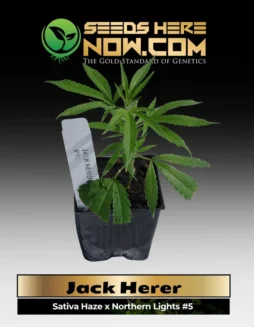 Jack Herer Clones (space) ACCHealthy Jack Herer cannabis clone in soil pot, showcasing vibrant green leaves and robust stem