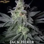 Jack Herer (Regular) - Best Coast Genetics
